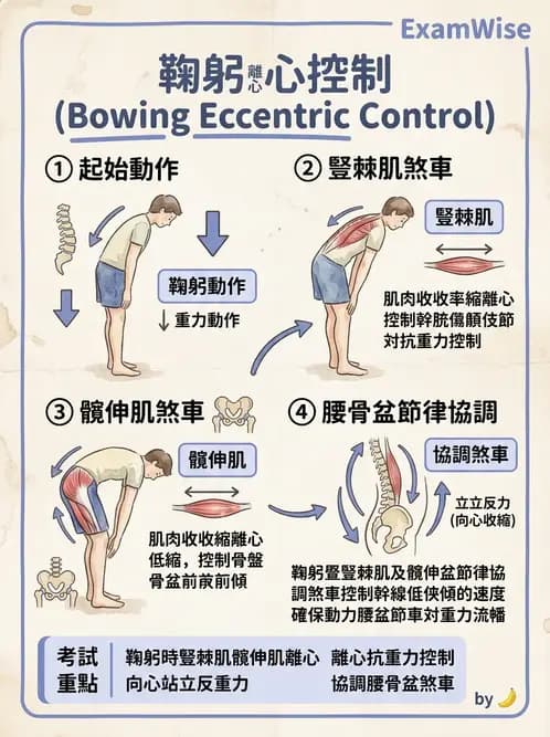 物治 - 軀幹肌動學與生物力學 - AI 圖文解析預覽