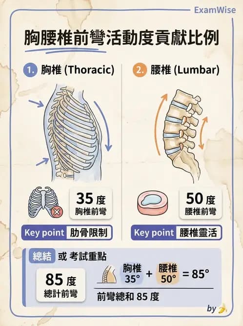物治 - 軀幹肌動學與生物力學 - AI 圖文解析預覽
