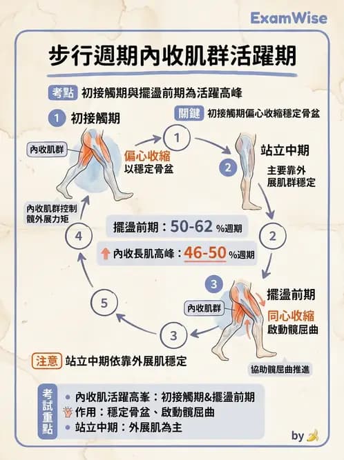 物治 - 步態週期與生物力學 - AI 圖文解析預覽