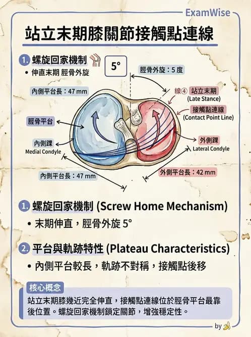 物治 - 膝關節肌動學與生物力學 - AI 圖文解析預覽