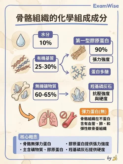 物治 - 組織生物力學 - AI 圖文解析預覽