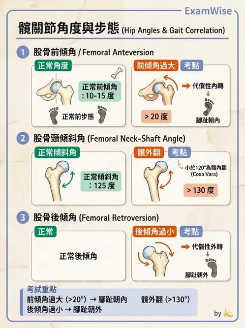 物治 - 髖關節肌動學與生物力學 - AI 圖文解析預覽