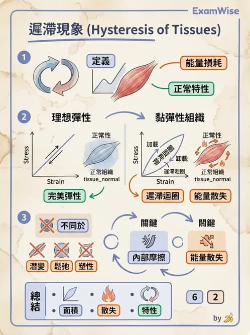 物治 - 組織生物力學 - AI 圖文解析預覽