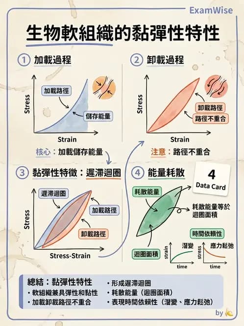 物治 - 組織生物力學 - AI 圖文解析預覽