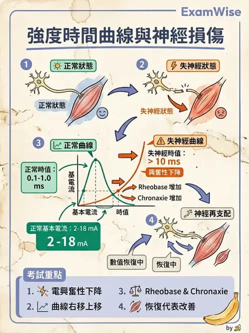物治 - 電生理診斷 - AI 圖文解析預覽