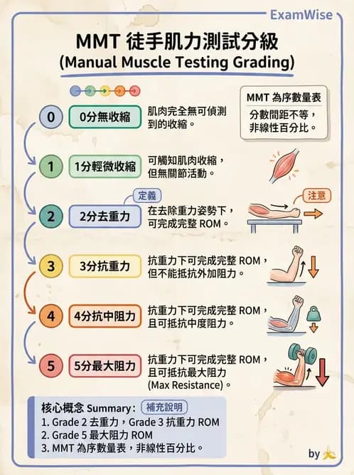 物治 - MMT通則、頭頸與軀幹 - AI 圖文解析預覽