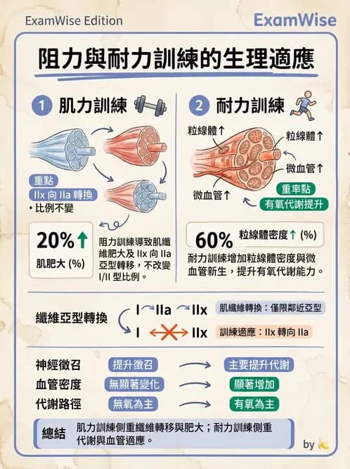 物治 - 肌耐力與神經肌肉適應 - AI 圖文解析預覽