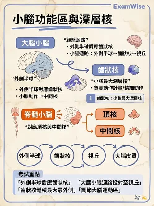 物治 - 小腦疾病物理治療 - AI 圖文解析預覽