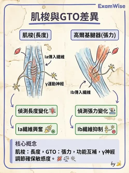物治 - 動作控制理論 - AI 圖文解析預覽