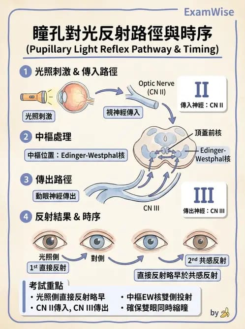 物治 - 動作控制理論 - AI 圖文解析預覽