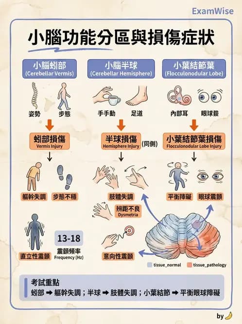 物治 - 小腦疾病物理治療 - AI 圖文解析預覽