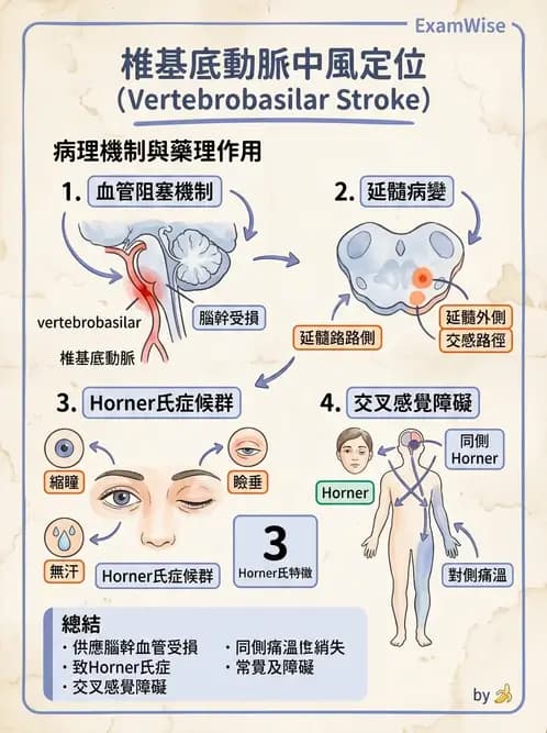 物治 - 腦中風病理與血管解剖 - AI 圖文解析預覽