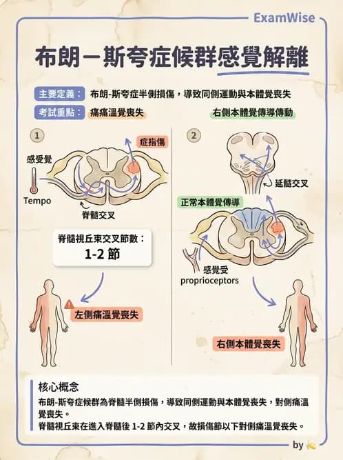 物治 - SCI評估分類與症候群 - AI 圖文解析預覽