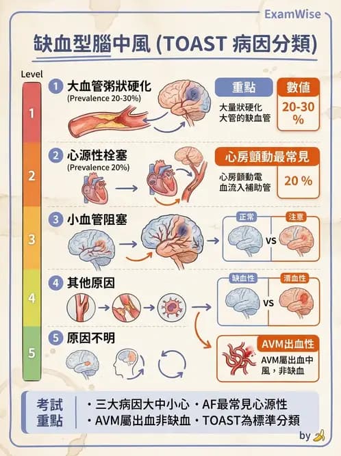 物治 - 腦中風病理與血管解剖 - AI 圖文解析預覽