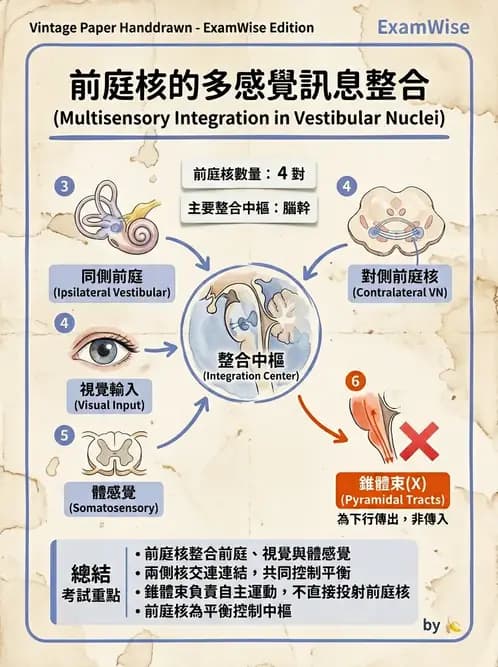 物治 - 前庭系統與前庭復健 - AI 圖文解析預覽