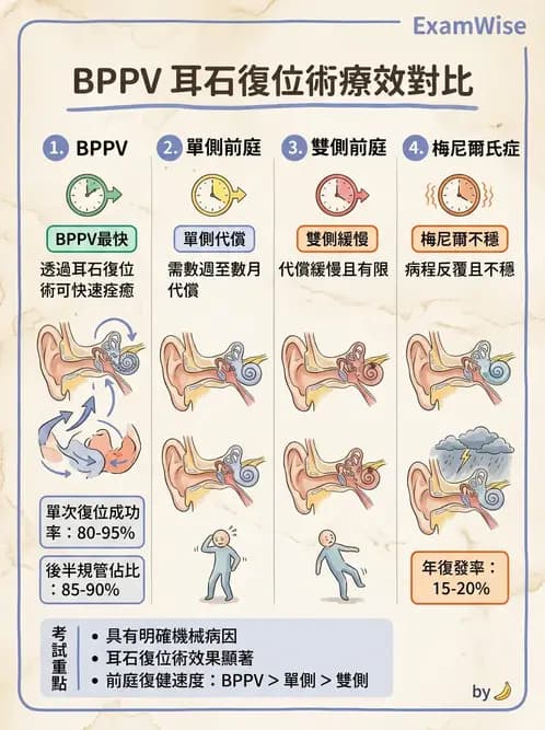 物治 - 前庭系統與前庭復健 - AI 圖文解析預覽