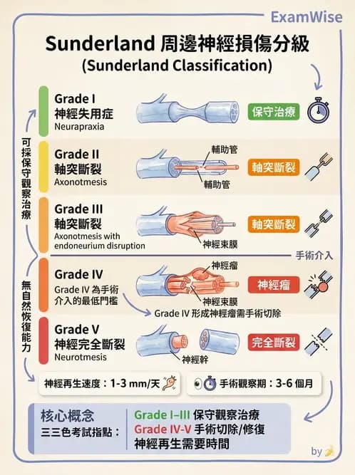 物治 - 周邊神經損傷與復健 - AI 圖文解析預覽