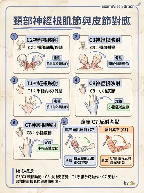 物治 - 頸椎評估與病理 - AI 圖文解析預覽