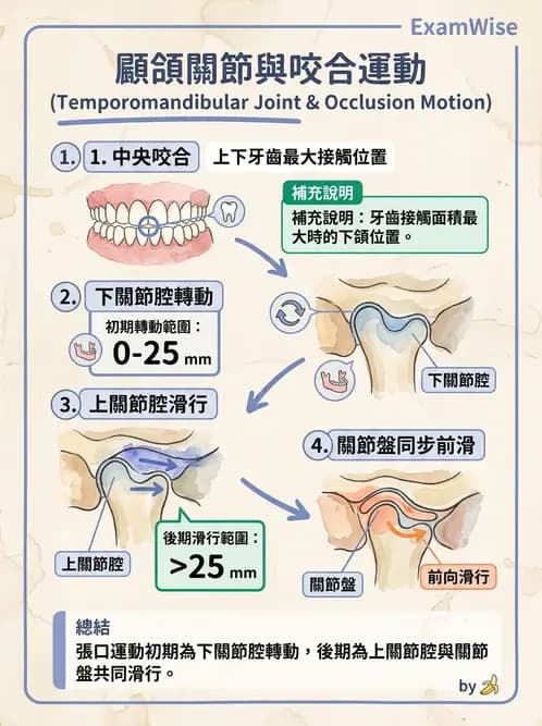 物治 - 顳頷關節 - AI 圖文解析預覽