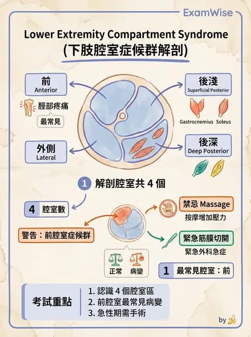 物治 - 踝關節損傷與復健 - AI 圖文解析預覽