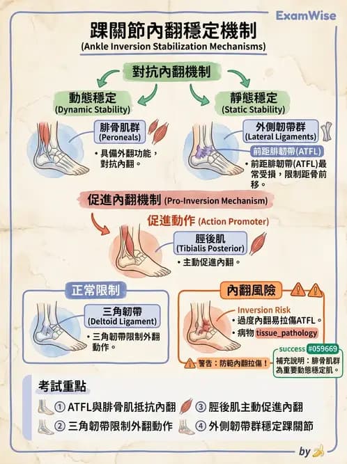 物治 - 踝關節損傷與復健 - AI 圖文解析預覽