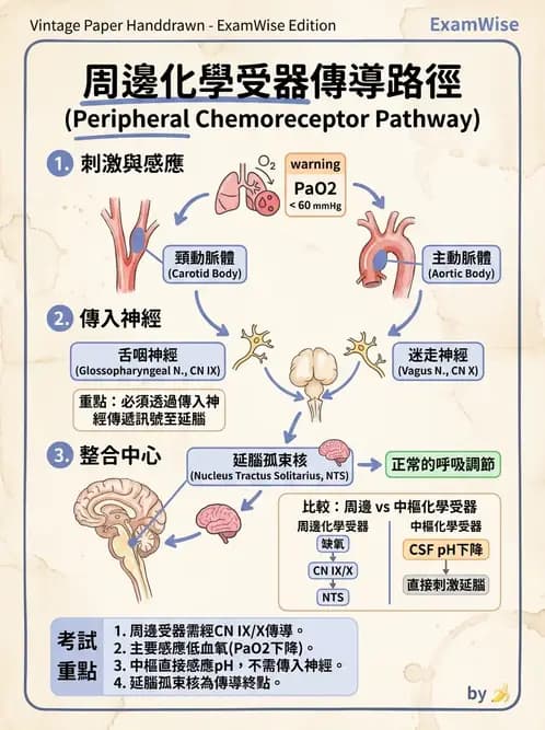 物治 - 呼吸解剖、生理與力學 - AI 圖文解析預覽