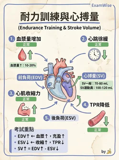 物治 - 運動生理學與能量代謝 - AI 圖文解析預覽