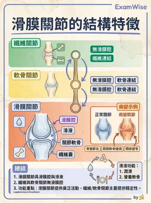 物治 - 骨骼與關節解剖 - AI 圖文解析預覽