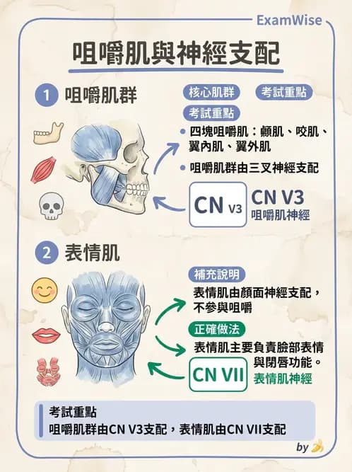 物治 - 上肢與頭頸肌肉解剖 - AI 圖文解析預覽