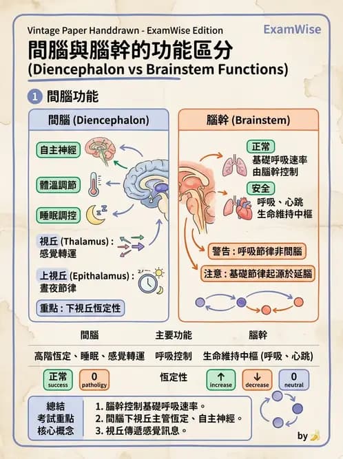 物治 - 神經系統生理 - AI 圖文解析預覽