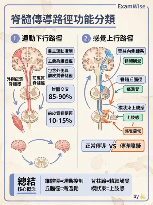 物治 - 中樞神經系統解剖 - AI 圖文解析預覽