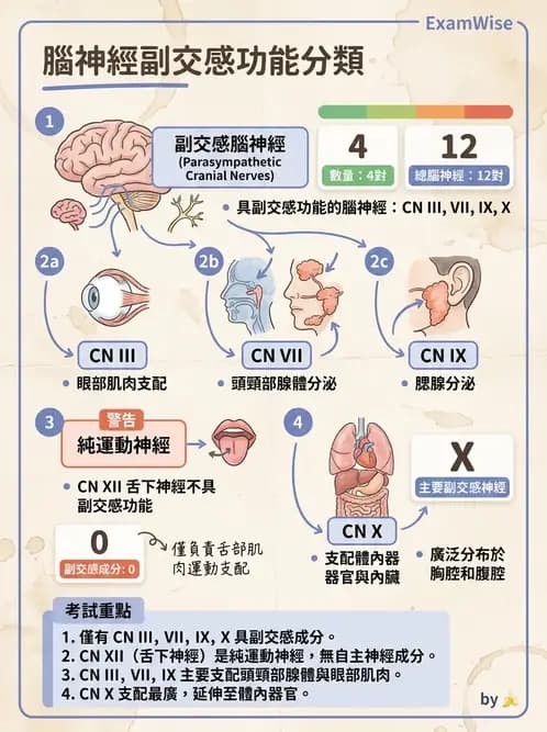 物治 - 腦神經與脊神經解剖 - AI 圖文解析預覽