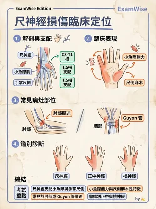 物治 - 周邊與自主神經解剖 - AI 圖文解析預覽