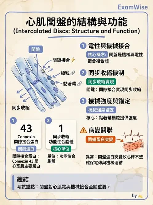 物治 - 心臟血管與血液解剖 - AI 圖文解析預覽