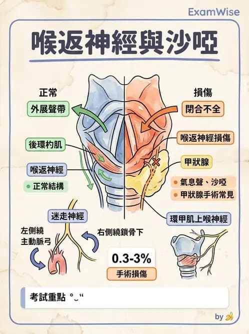 物治 - 腦神經與脊神經解剖 - AI 圖文解析預覽