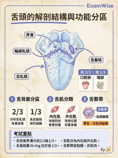 物治 - 消化泌尿生殖系統解剖 - AI 圖文解析預覽