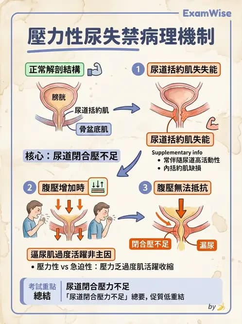 物治 - 消化泌尿生殖系統解剖 - AI 圖文解析預覽