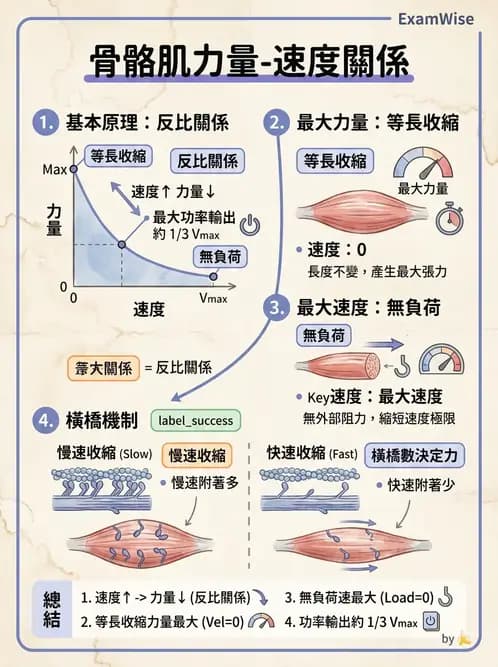物治 - 肌肉收縮與纖維特性 - AI 圖文解析預覽