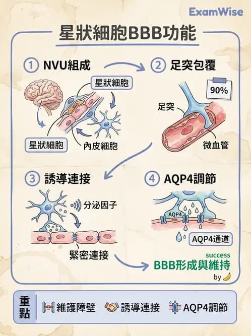 物治 - 中樞神經系統解剖 - AI 圖文解析預覽
