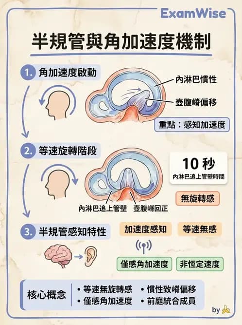 物治 - 神經系統生理 - AI 圖文解析預覽