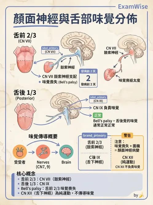 物治 - 腦神經與脊神經解剖 - AI 圖文解析預覽