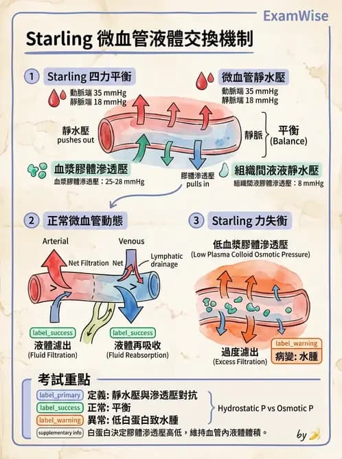 物治 - 心臟血管生理 - AI 圖文解析預覽