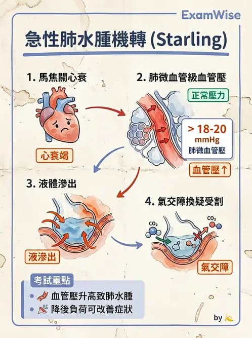 物治 - 心臟血管生理 - AI 圖文解析預覽