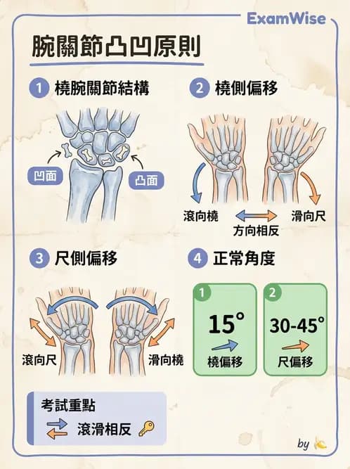 物治 - 腕關節生物力學 - AI 圖文解析預覽