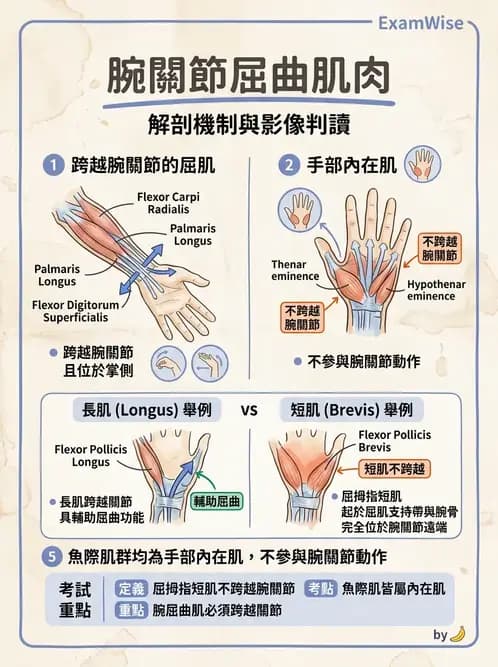 物治 - 腕關節生物力學 - AI 圖文解析預覽