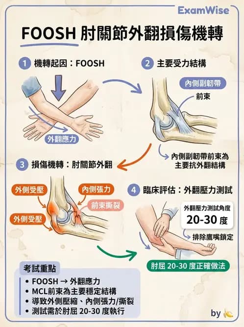 物治 - 肘關節與前臂生物力學 - AI 圖文解析預覽