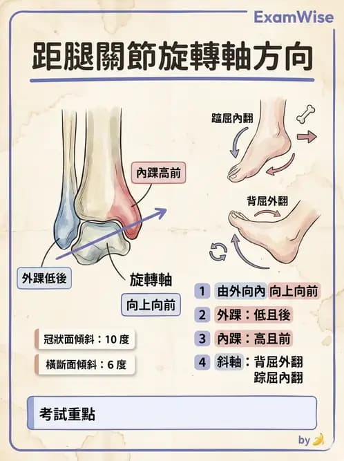 物治 - 踝與足部肌動學與生物力學 - AI 圖文解析預覽