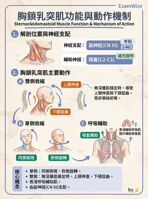 物治 - 頸椎肌動學與生物力學 - AI 圖文解析預覽