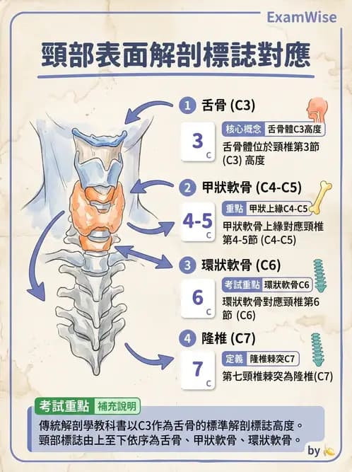 物治 - 頸椎肌動學與生物力學 - AI 圖文解析預覽