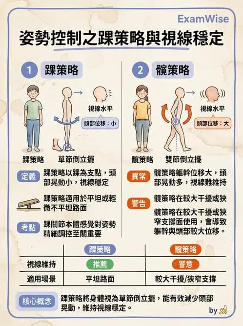 物治 - 肌肉力學與感覺運動控制 - AI 圖文解析預覽